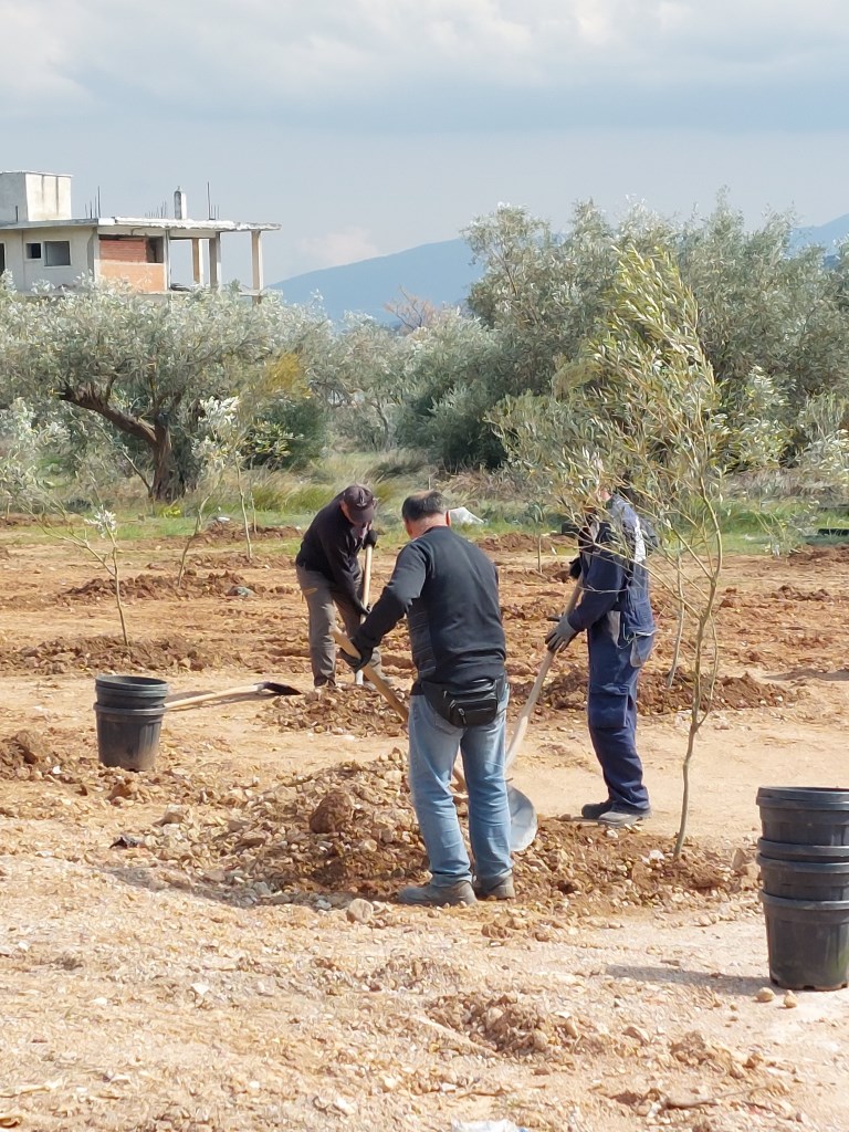 Ο Δήμος Φυλής φυτεύει Ελιές απ' άκρη σ' άκρη – Καινοτόμο Περιβαλλοντικό  Πρόγραμμα ανάπτυξης - Δήμος Φυλής